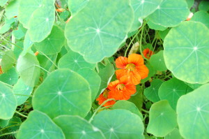 Metod Pinter - Tončkova pot - 9. Gozd